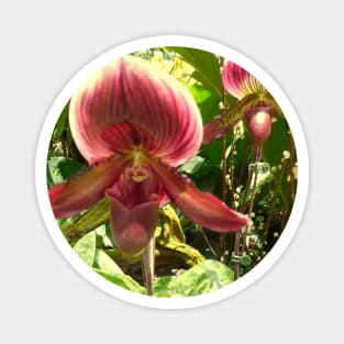 Serene Beauty: Red-Green Venus Slipper Orchids Print Magnet